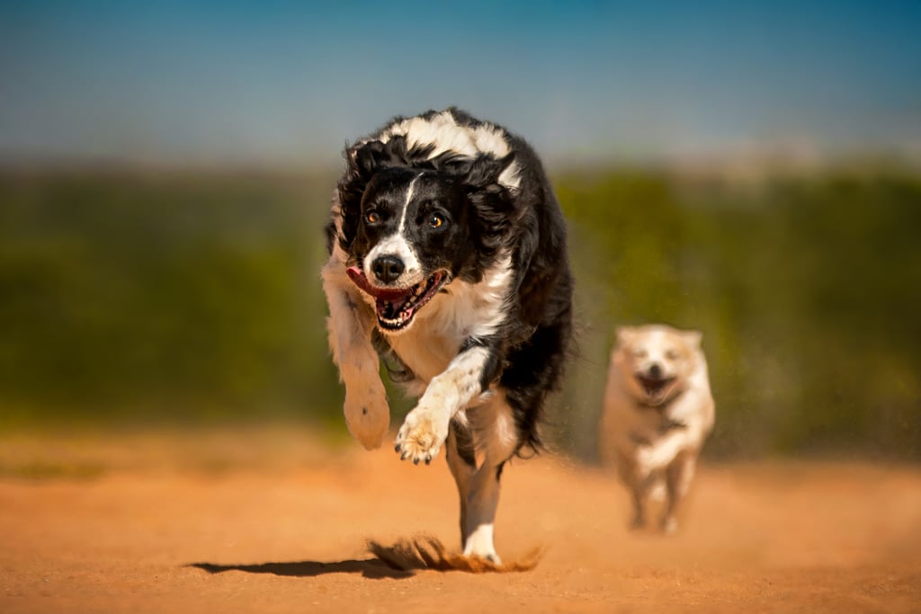 Pictures of Dogs Making Funny Faces