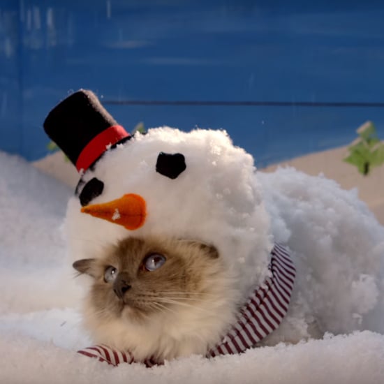 Christmas Cats Commercial