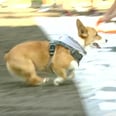 I Break Out in a Huge Grin Anytime I *Think* About This Adorable Corgi Race