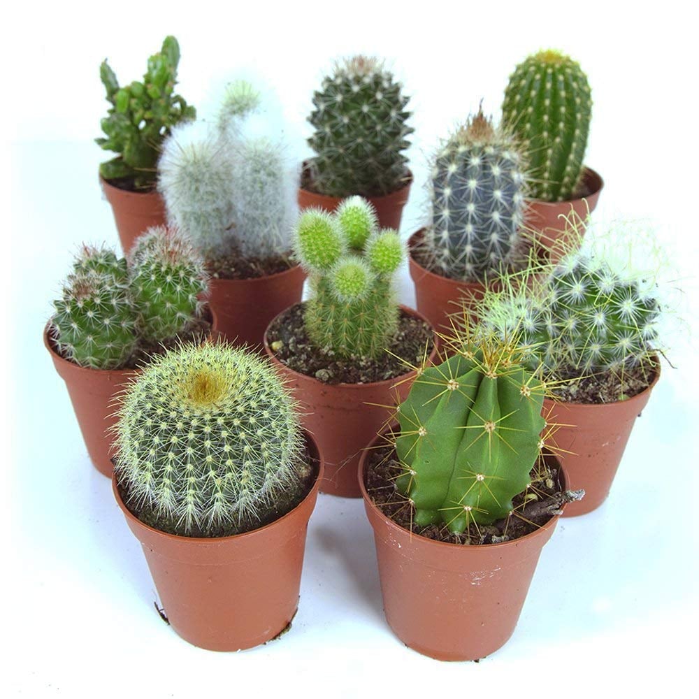 Cactus Mix 10 Plants