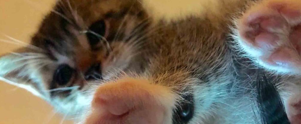 30 Photos of Kitties Sitting on Glass Tables That Will Make Your Day a Zillion Times Better