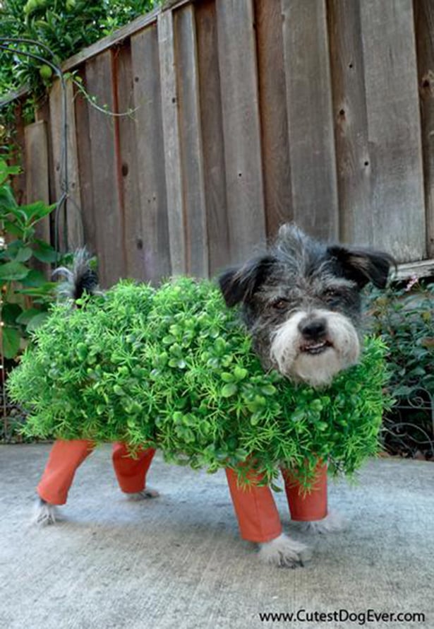 A Chia Pet