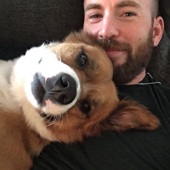 Chris Evans Sewed His Dog's Toy While He Was in Surgery
