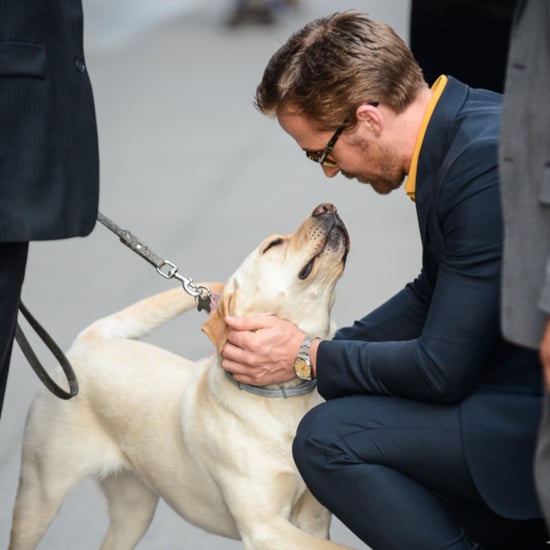 Ryan Gosling Petting Dog in NYC May 2016