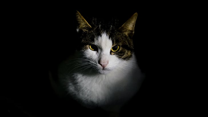 Funny Photos of Evil Cats | POPSUGAR Pets Photo 6