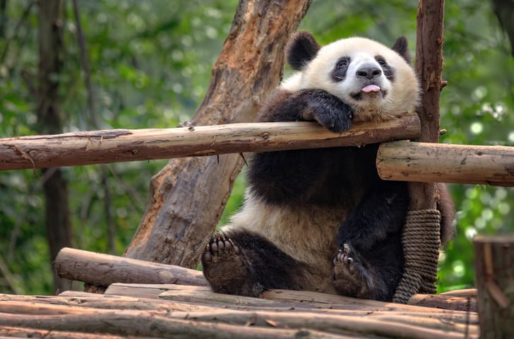 Atlanta Zoo Virtual Tour | Virtual Field Trips to Take With Kids: Zoos ...