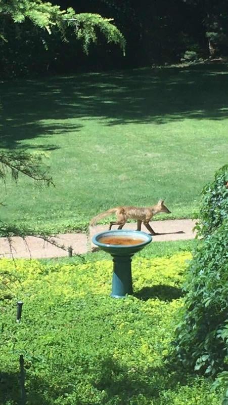 Foxes in Oklahoma City