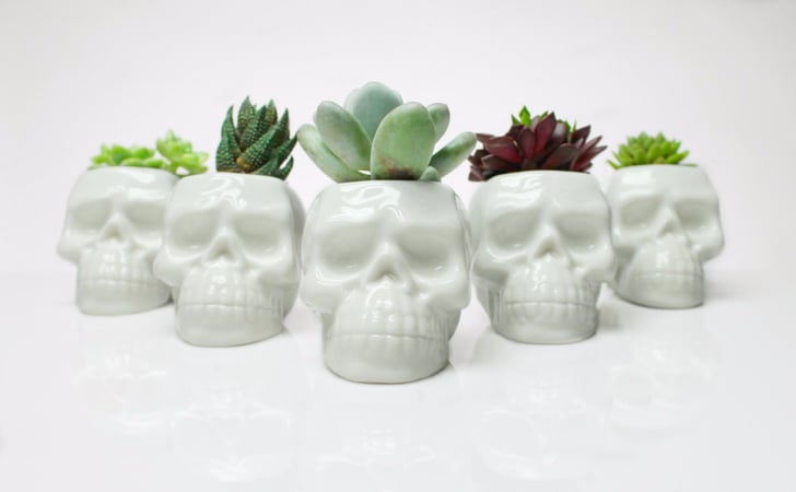 Skull Succulent Planters Popsugar Home