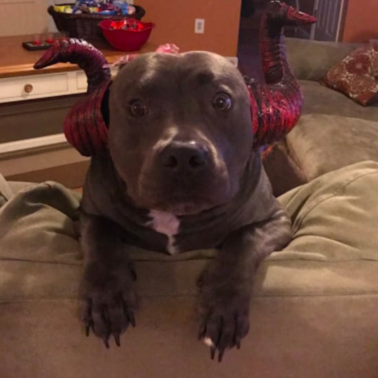 Viral Photo of Sad Dog on Halloween