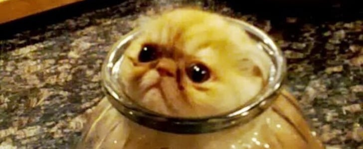 Funny Cat Fails