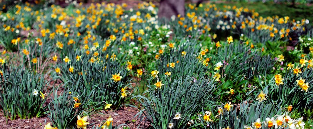 Biodynamic Beauty