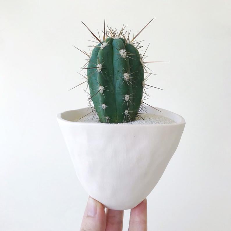 Armando Cactus and Ceramic Planter