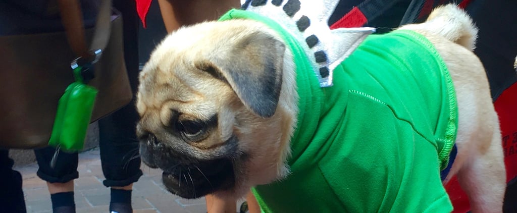 Pugs Take NYC Costumes