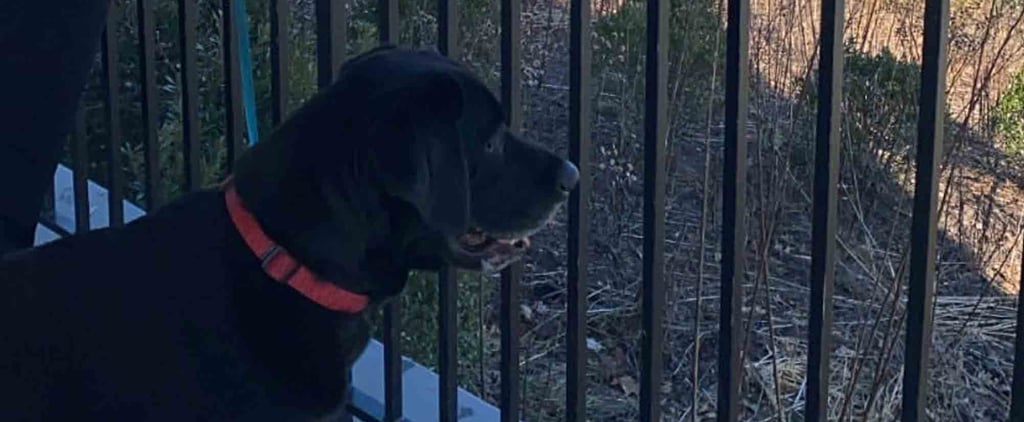 Is Buying a Dog From a Breeder Bad?
