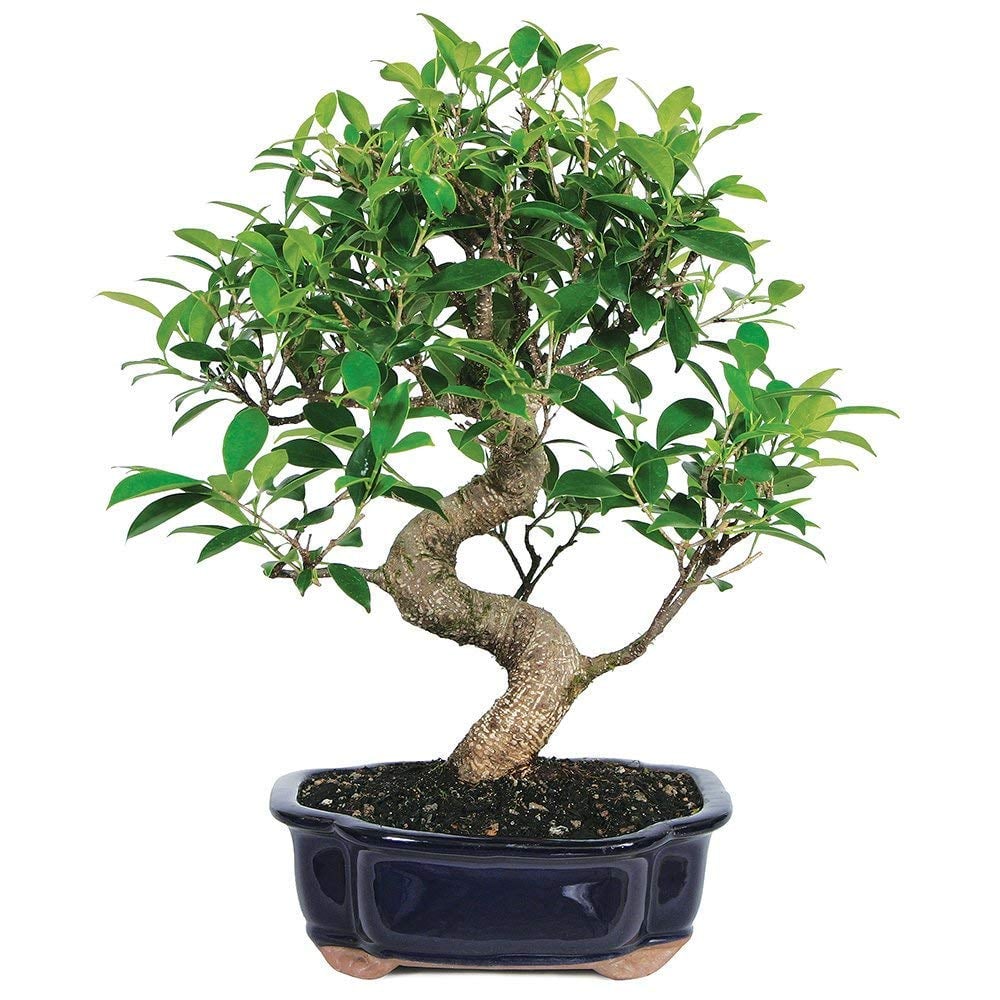 Brussel's Bonsai Live Golden Gate Ficus Indoor Bonsai Tree