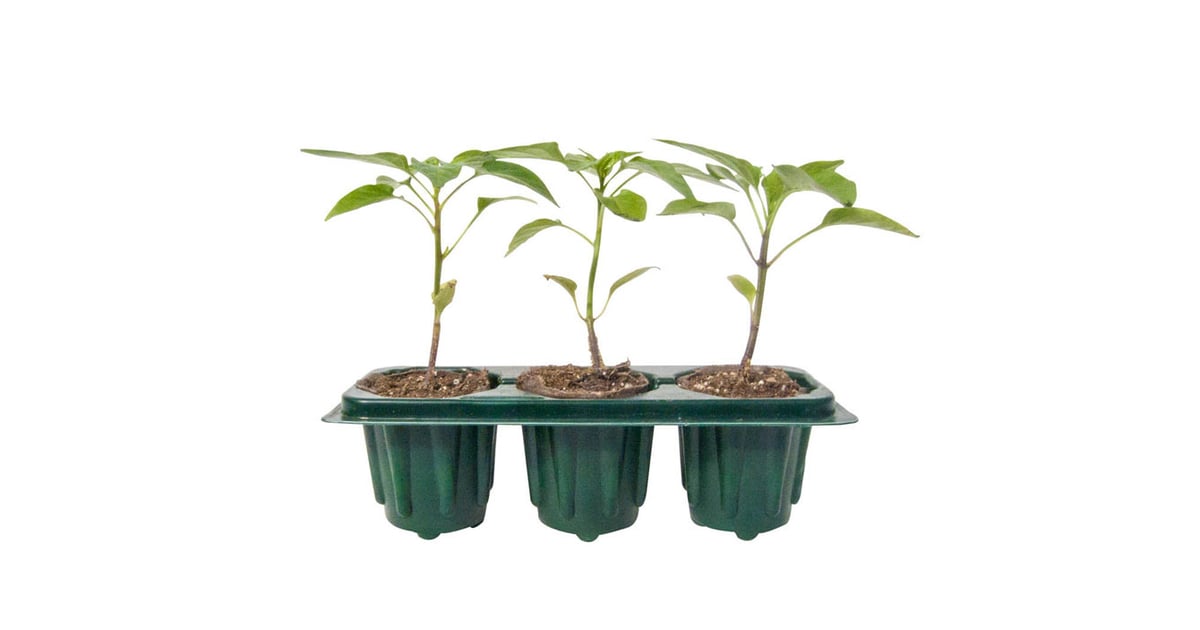 Gurney's Seed & Nursery Co. Where to Order Vegetable Plants Online