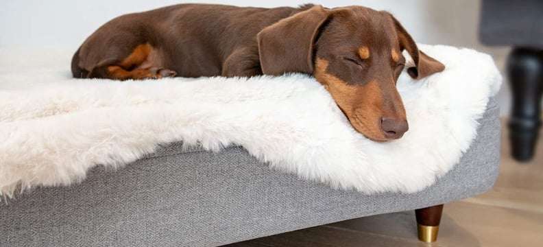 Topology Luxury Dog Bed