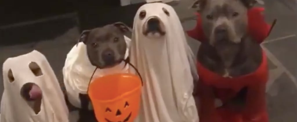 Video of Dogs Trick-or-Treating