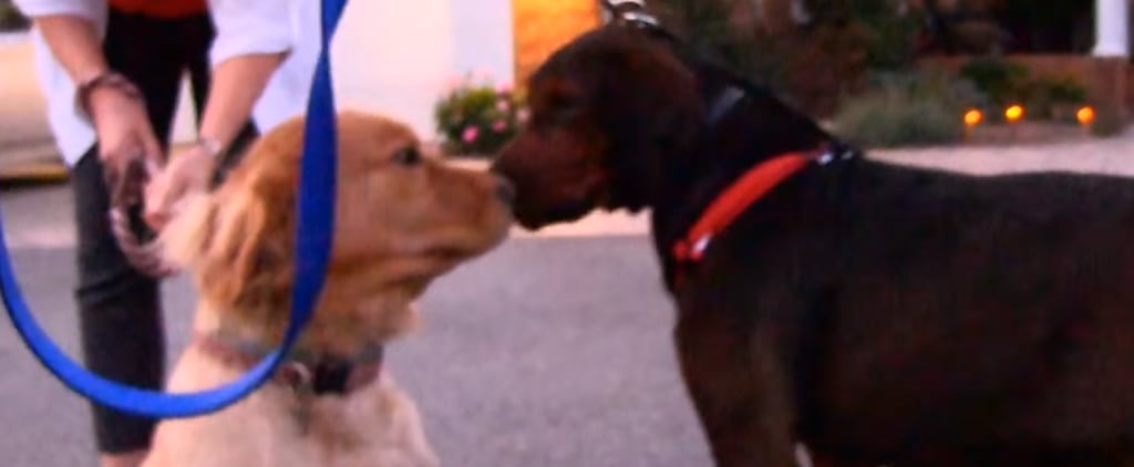 Rescue Dog Kissing New Family | Video