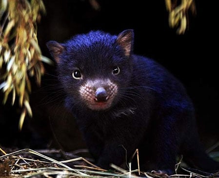 Cute Alert: Baby Tasmanian Devil Emerges From Mom's Pouch | POPSUGAR Love & Sex