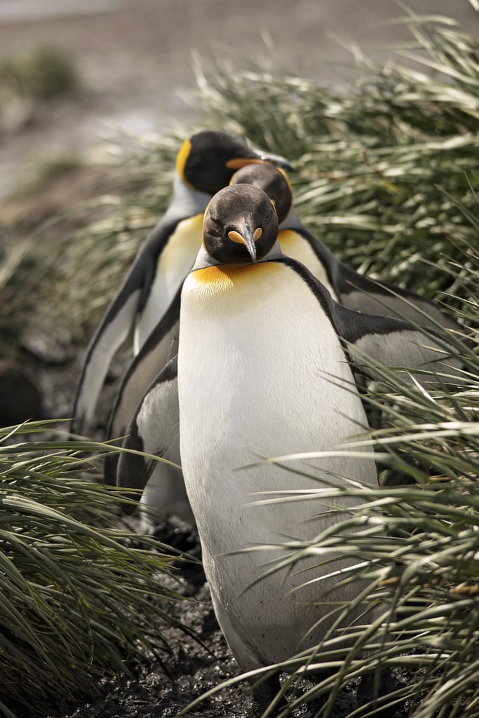 Antarctica King Penguins