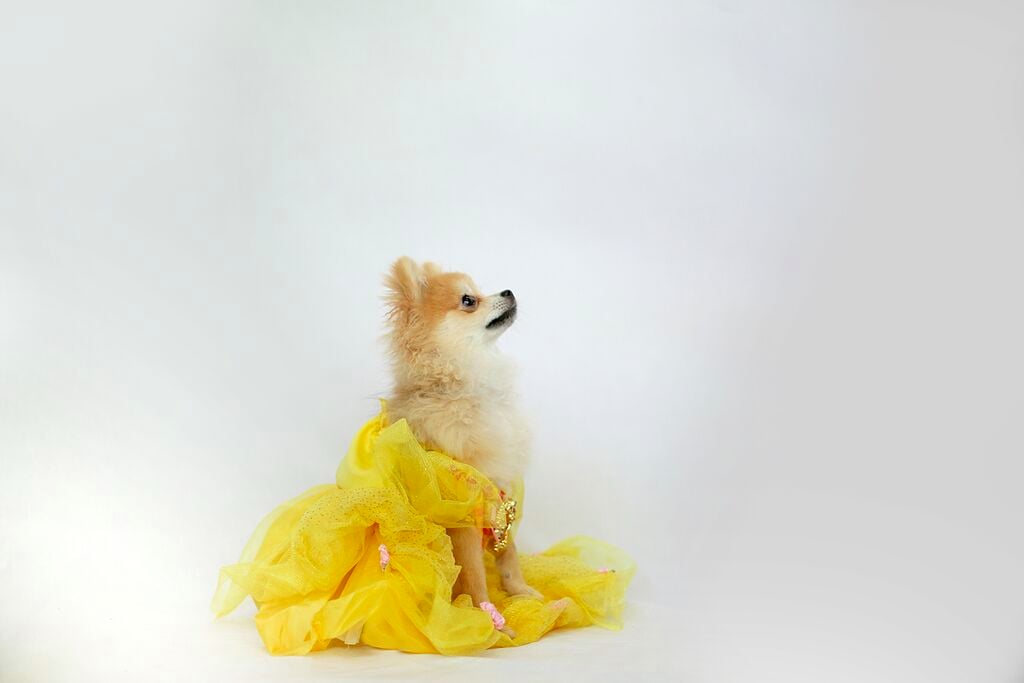 Dogs Dressed as Disney Princesses