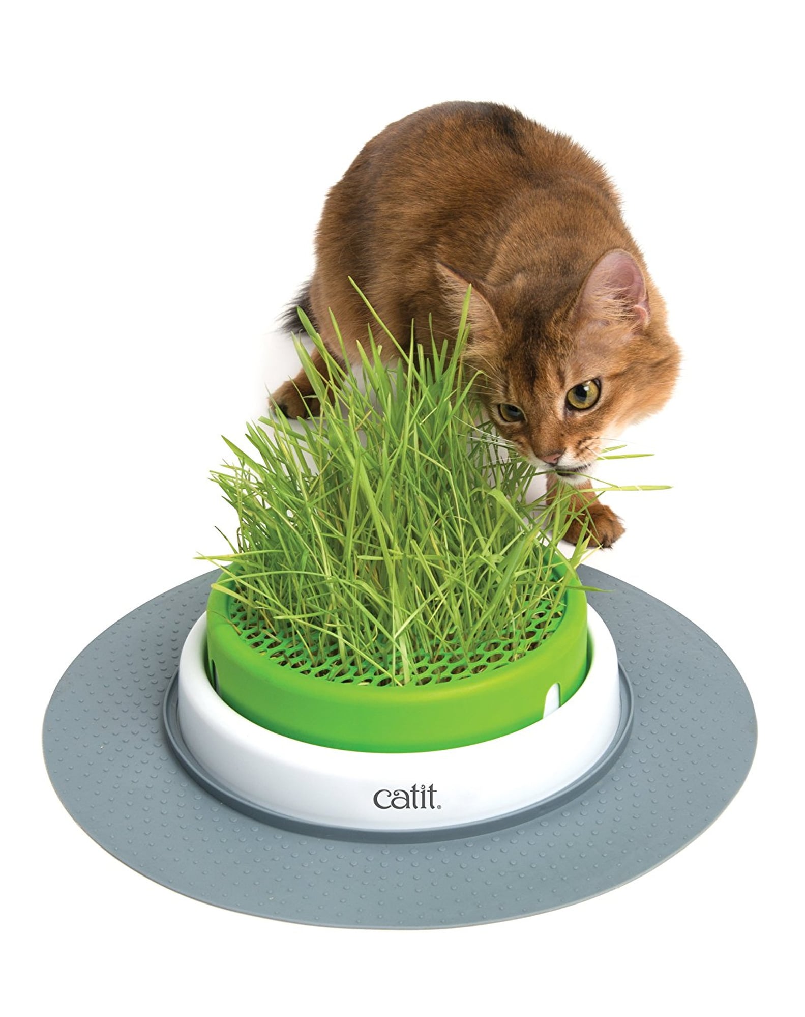 Best Cat Products on Amazon PS Smart Living