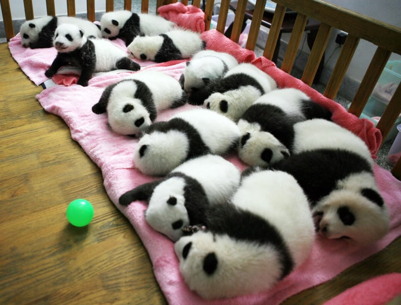 Baby Pandas Napping