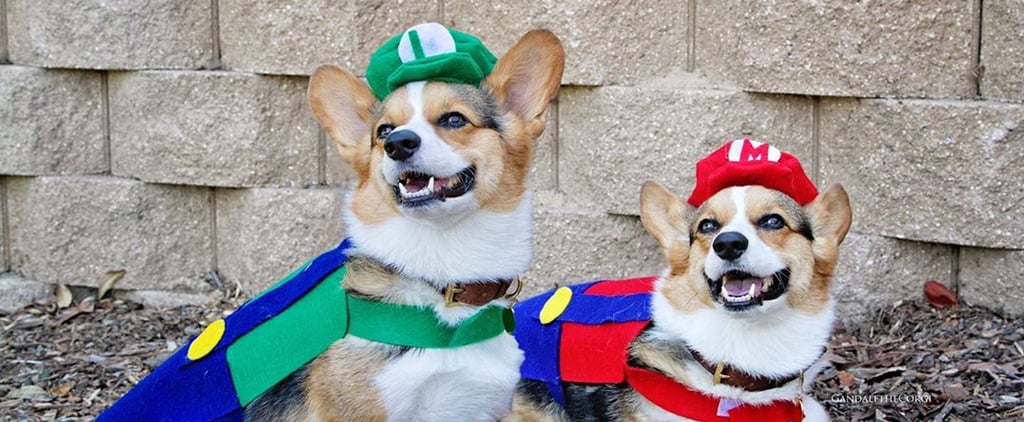 Pictures of Corgis in Halloween Costumes