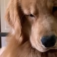 This Golden Retriever's Reaction to a Hair Clip Is Good, but His "Thoughts" Are Even Better