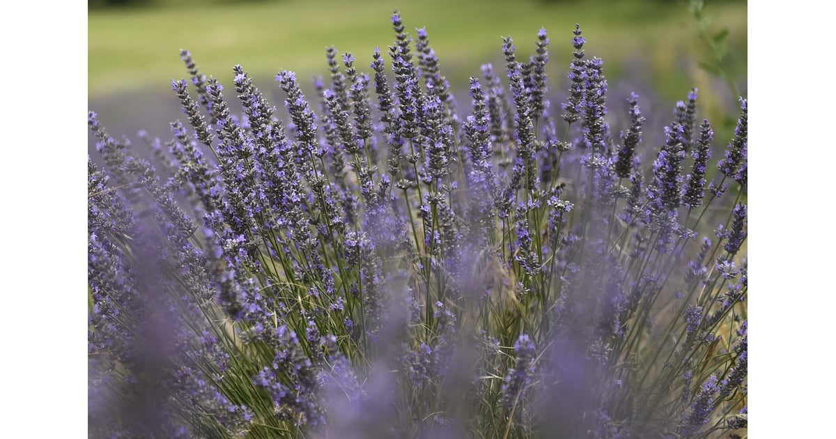 Grow Lavender How to Get Rid of Mosquitoes POPSUGAR Home Photo 5