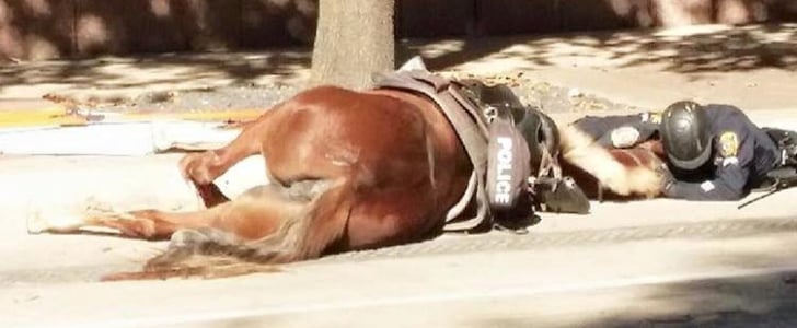 Houston Police Officer With Dying Horse