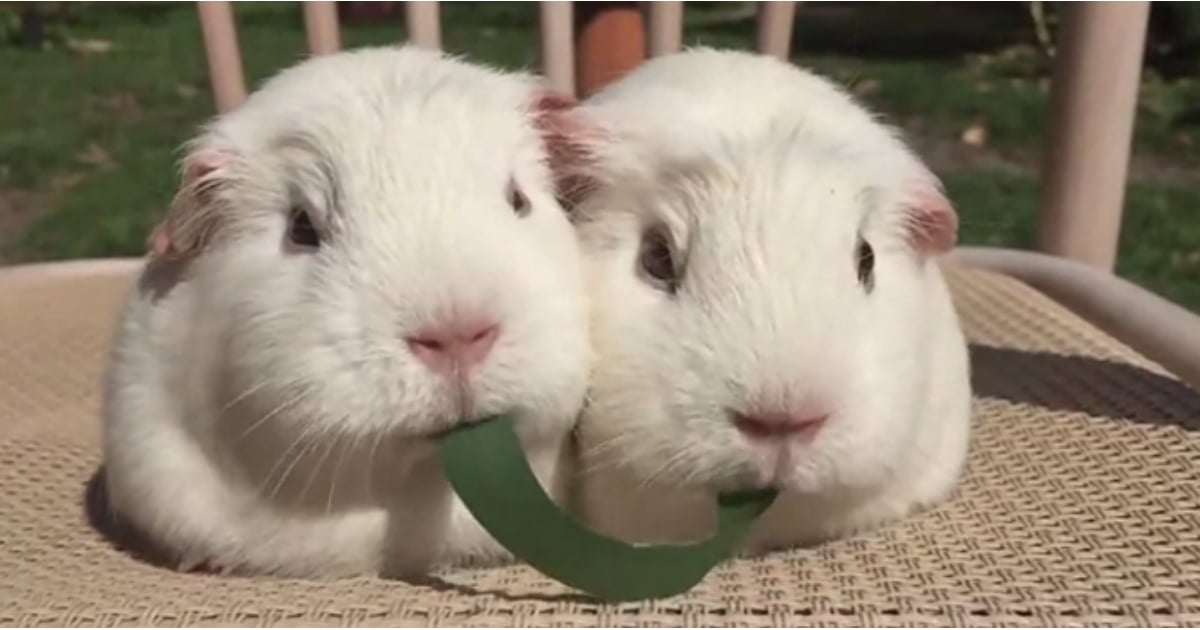 Guinea Pigs Eating a Leaf POPSUGAR Pets