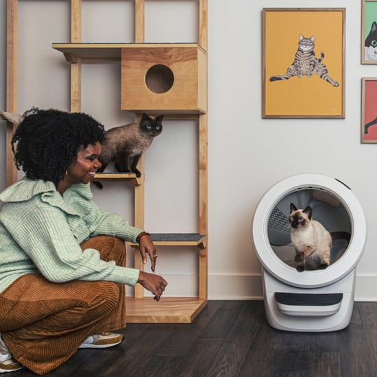 Litter-Robot vs. Meowant Litter Box: Reviews