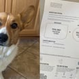 My Dog Has No Chill Over This Human-Grade Dog Food