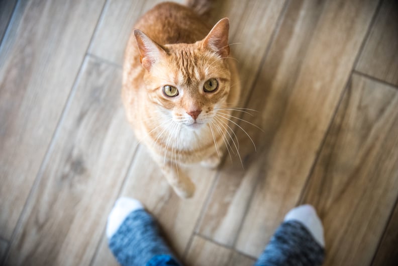 An orange tabby cat looks up at its owner, sock feet are visible