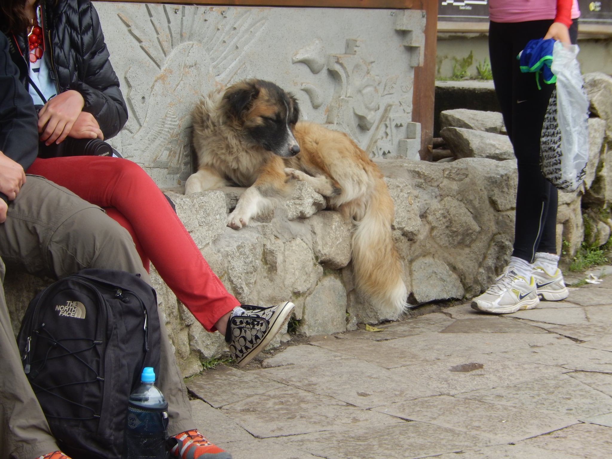 Street Dogs In Peru Popsugar Pets