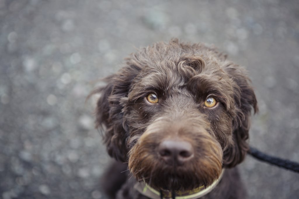 Cute Pictures of Labradoodles