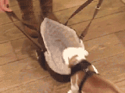 pix Silly Dog Gif cute dog gifs popsugar pets