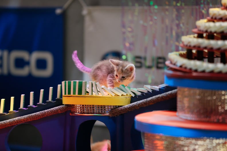 Kitten Halftime Show