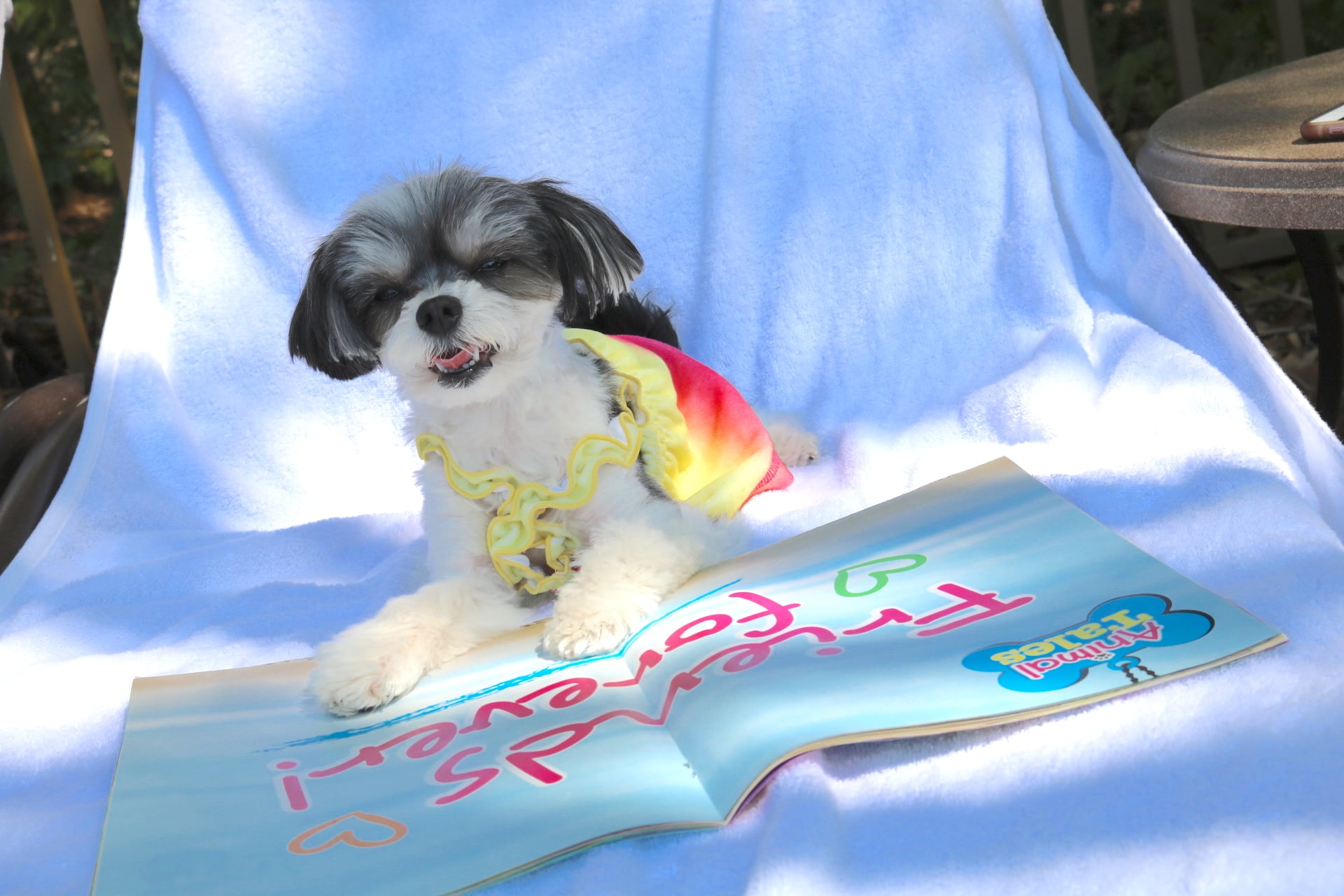 And caught up on the latest issue of Animal Tales magazine! | Thought Your  Spring Break Was Lit? Check Out Tinkerbelle the Dog's Orlando Vacay |  POPSUGAR Pets Photo 8