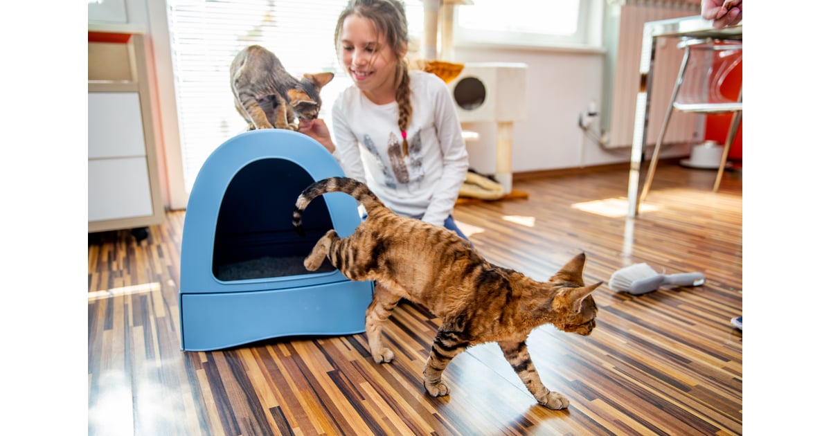 Replace the Litter Box Once a Year How to Control Litter Box Odour