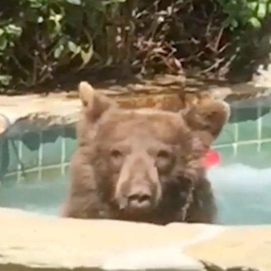 Reactions to Margarita Jacuzzi Bear Video