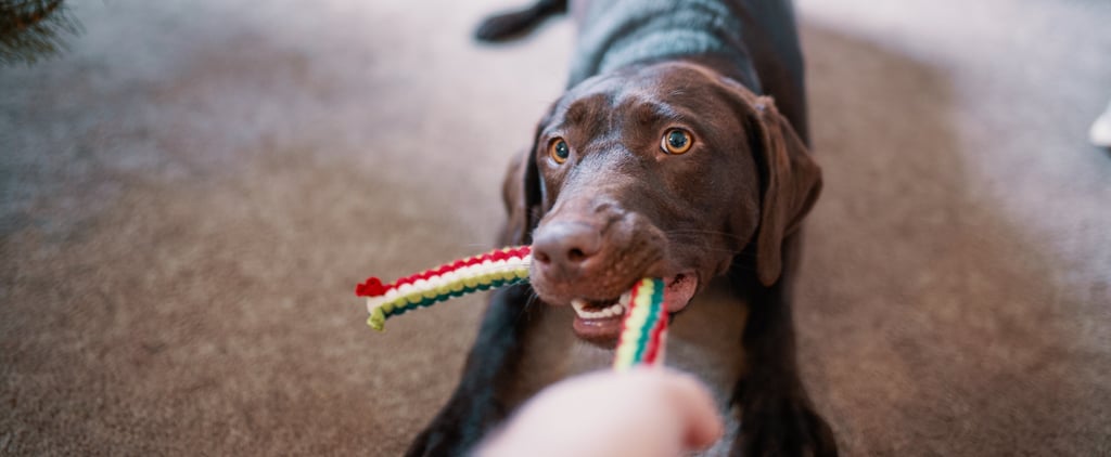 How Often Should I Replace My Pets' Toys?