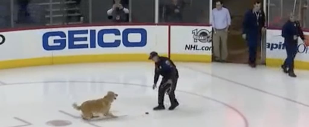 Golden Retriever Plays Fetch on Ice With Hockey Puck Video