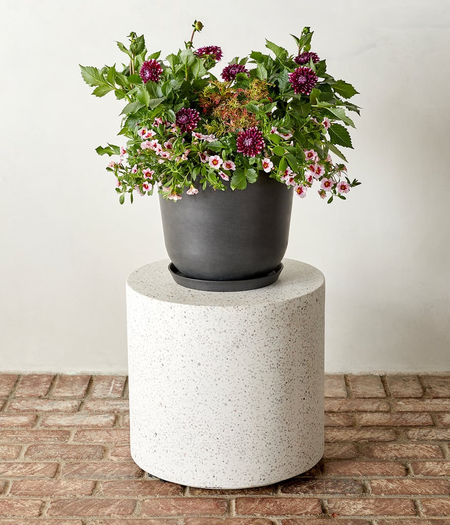 Purple and White Dahlia, Pink Calibrachoa, and Coleus Combination Kit