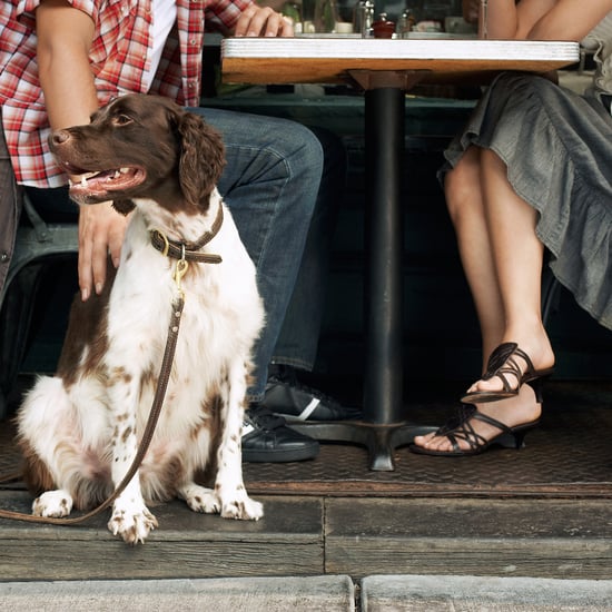 Dining Out With Your Dog