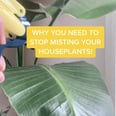 Take Your Plant Parenting Skills Up a Notch With These 16 Hacks From TikTok