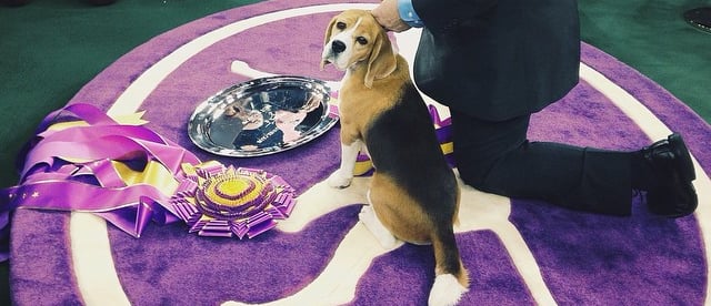 Beagle Wins 2015 Westminster Kennel Club's Best in Show