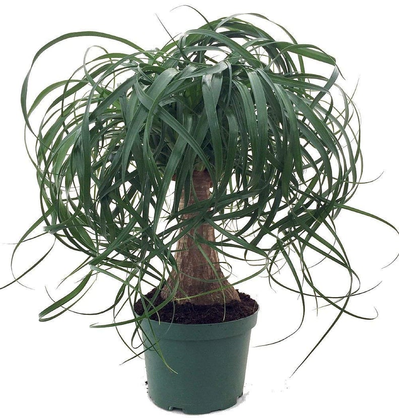 Ponytail Palm Plant